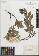 Foto von Salix glauca L. x Salix phylicifolia L.